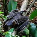 Гриф-индейка (Turkey Vulture / Zopilote cabecirrojo / Cathartes aura)