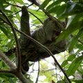 Трехпалый ленивец (Three-toed Sloth / Perezoso de tres dedos / Bradypus variegatus)