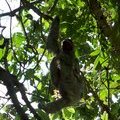 Трехпалый ленивец (Three-toed Sloth / Perezoso de tres dedos / Bradypus variegatus)