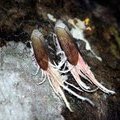 Цикады Pterodicta reticularis, Fulgoridae