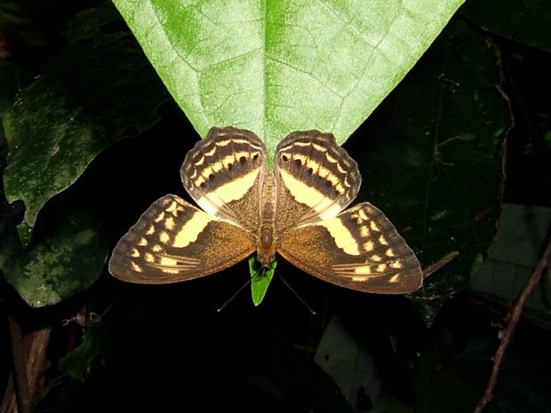 Бабочка Paduca fasciata (Algia fasciata fasciata)