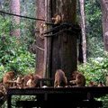 Кормление обезьян в реабелитационном центре
