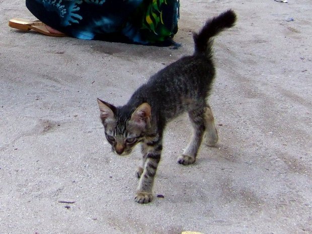Малайзийский котенок