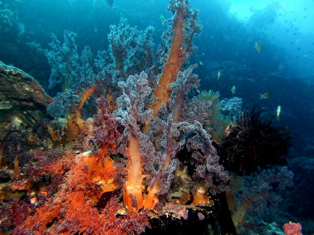 Мягкий коралл