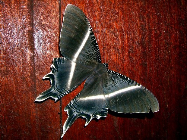 Ночная бабочка Giant uranid moth (Lyssa zampa / Nyctalemon menoetius)