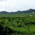 Плантации масляничной пальмы на Борнео