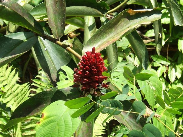 Растение (Spiral Ginger / Crepe Ginger / Costus speciosus / Cheilocostus speciosus)