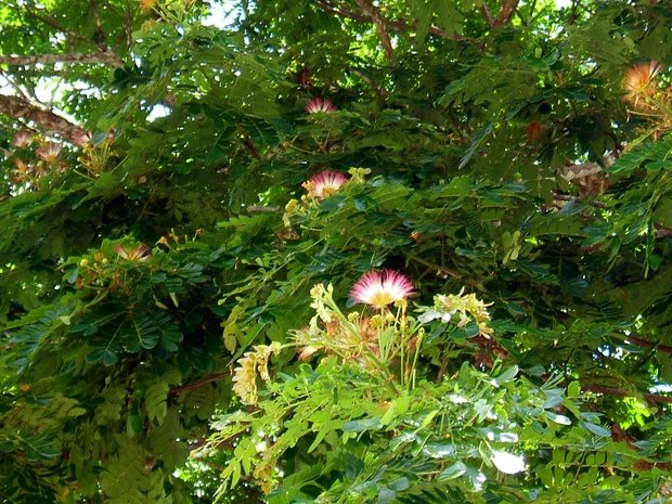 Цветущее дерево (Каллиандра суринамская / Calliandra surinamensis)