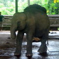 Больной слоненок