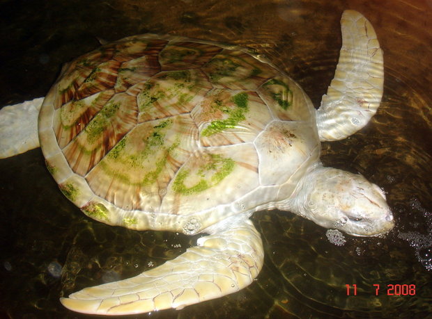 Черепаха-альбинос