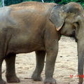 Ланкийский слон