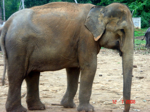 Ланкийский слон