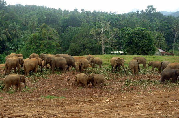 Стадо слоников