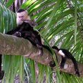 Белоголовый капуцин (White-faced Monkey / Mono cariblanko / Cebus capucinus)