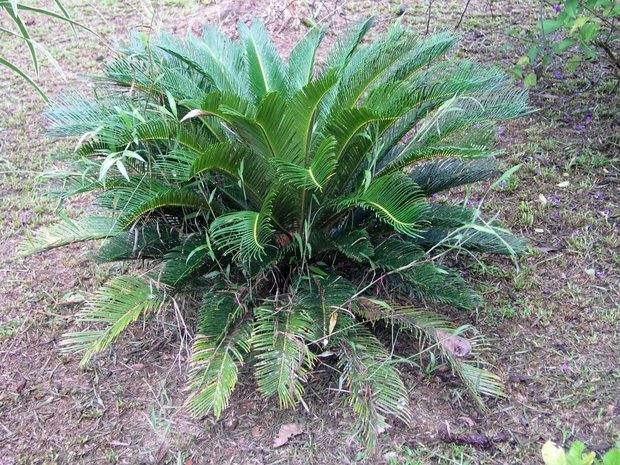 Цикас, саговая пальма (Cycas L.)