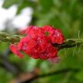 Цветы для колибри (Стахитарфета ямайкская / Stachytarpheta jamaicensis )