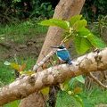 Зимородок (Collared Kingfisher)