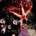Морская звезда Necklace Sea Star (Fromia monilis)