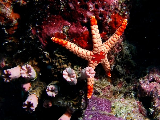 Морская звезда Necklace Sea Star (Fromia monilis)