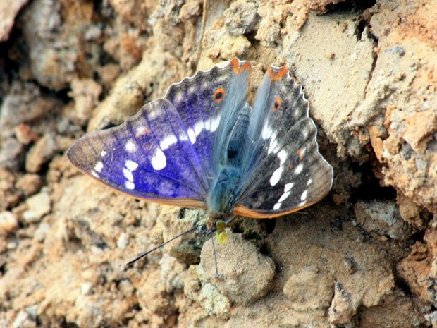 Бабочка Переливница тополевая (Apatura ilia)