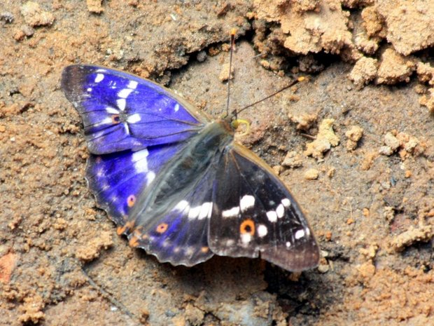 Бабочка Переливница тополевая (Apatura ilia)