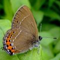 Бабочка Хвостатка сливовая (Satyrium pruni)