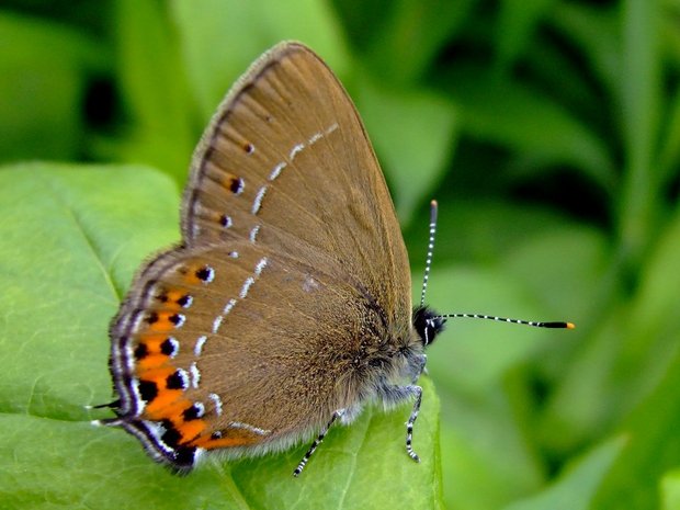 Бабочка Хвостатка сливовая (Satyrium pruni)