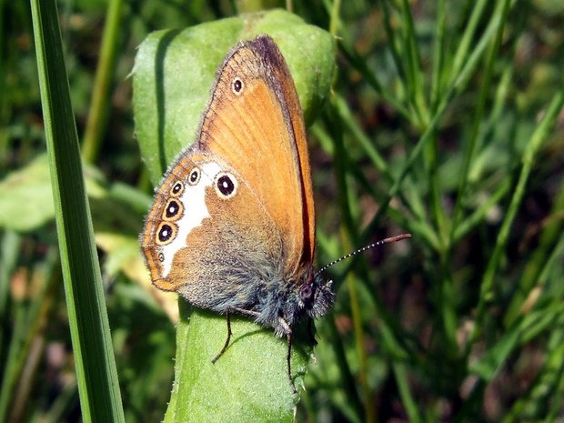 Бабочка Сенница Аркания или Белополосый сатир (Coenonympha arcania)
