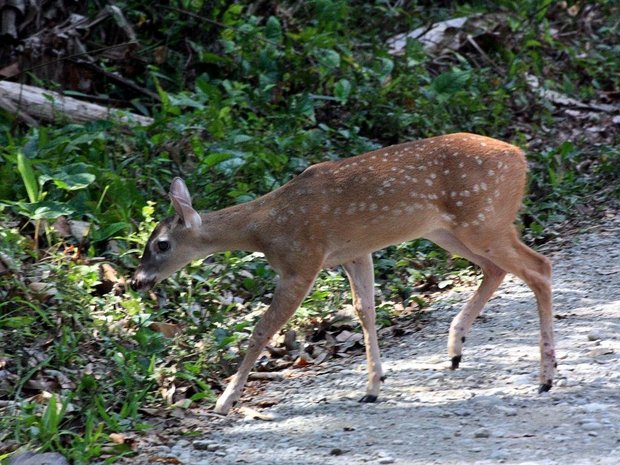 Детеныш косули (White-tailed Deer / Venado coliblanco / Odocoileus virginianus)