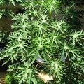 Растение Книдосколус аконитолистный (Cnidoscolus aconitifolius / Spinach Tree / Tread Softly / Chaya)