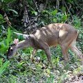 Самка косули (White-tailed Deer / Venado coliblanco / Odocoileus virginianus)