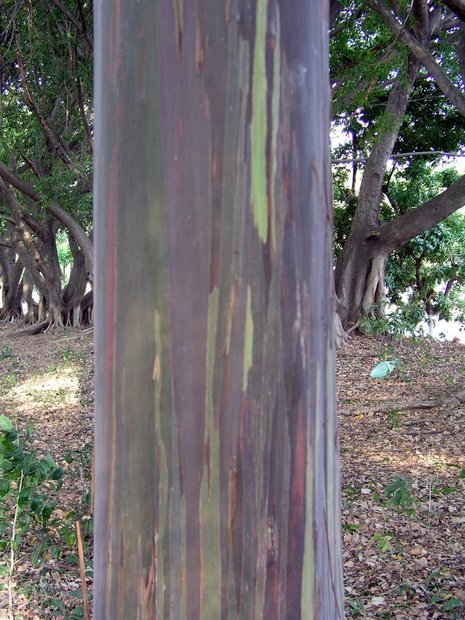 Радужный эвкалипт (Eucalyptus deglupta) - ствол дерева с разноцветной корой