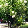Цветущие кусты искоры белой (Ixora finlaysoniana / Ixora fragrans / Fragrant Ixora)