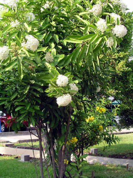Цветущие кусты искоры белой (Ixora finlaysoniana / Ixora fragrans / Fragrant Ixora)