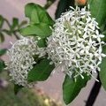 Искора с белыми цветами (Ixora finlaysoniana / Ixora fragrans / Fragrant Ixora)