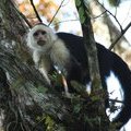 Белоголовый капуцин (White-faced Monkey / Mono cariblanko / Cebus capucinus)