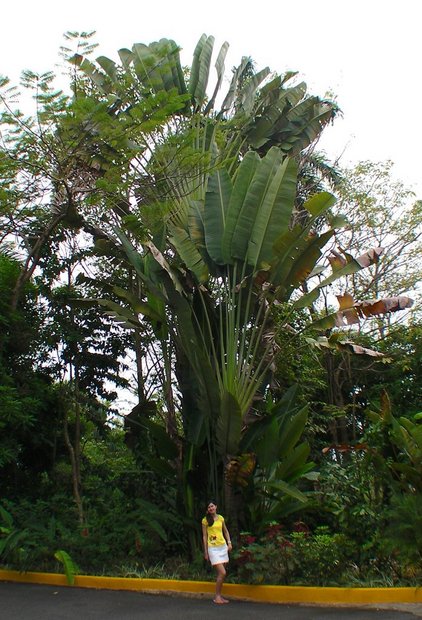 Дерево путешественников (Ravenala Madagascariensis)