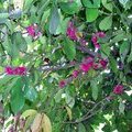 Дерево - розовое яблоко (Восковые яблоки / Red Rose Apple / Eugenia Jambos Linn./ Syzygium malaccense)