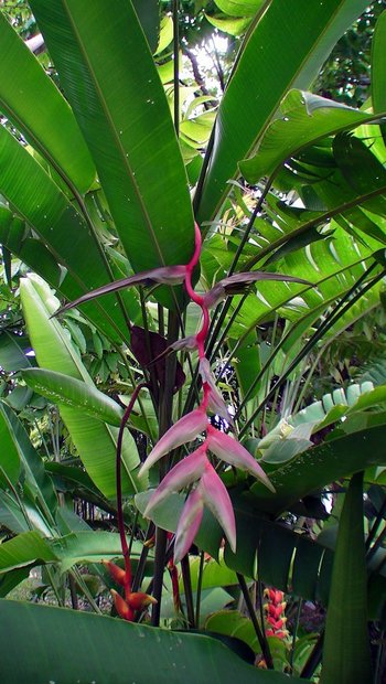 Геликония (Heliconia chartacea "Sexy Pink")