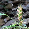 Геликония (Heliconia wagneriana)
