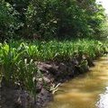 Кринумы (Crinum / Amaryllidaceae) на берегах реки в Коста Рике