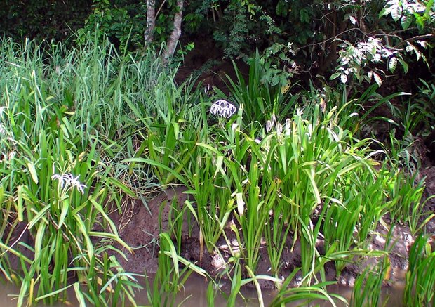 Кринум (Crinum / Amaryllidaceae) на берегах реки в Коста Рике