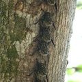 Летучие мыши Long-nosed (Proboscis) Bat (Murcielago-saco narizon / Rhynchonycteris naso)