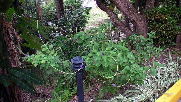 Любимое растение колибри (Стахитарфета ямайкская / Stachytarpheta jamaicensis )
