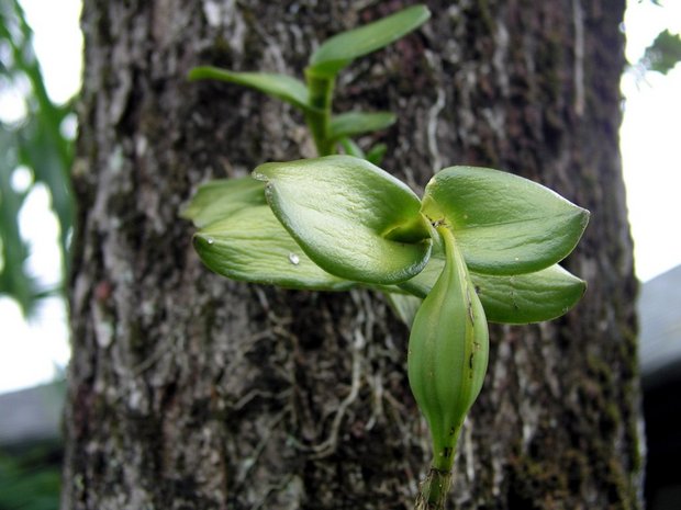Орхидейка с семенами