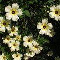 Цветочки White Alder (Turnera subulata)