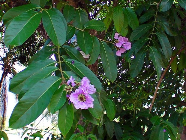Цветущее дерево Лагерстремии обильноцветущей (Lagerstroemia floribunda)