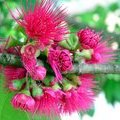 Цветы и бутоны дерева розовое яблоко - Сизигиум (Восковые яблоки / Red Rose Apple / Eugenia Jambos Linn./ Syzygium malaccense)