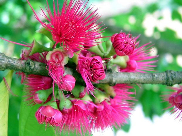 Цветы и бутоны дерева розовое яблоко - Сизигиум (Восковые яблоки / Red Rose Apple / Eugenia Jambos Linn./ Syzygium malaccense)