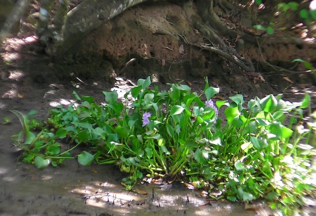 Водяной гиацинт (Eichhornia)